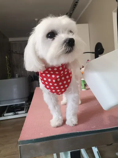 Salon Psiękności , Fryzjer dla zwierząt, Monika Jurkiewicz